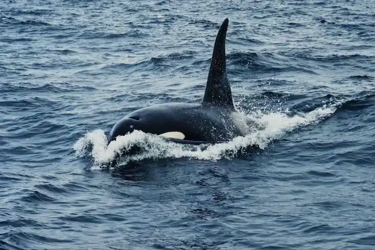 How KVH Communications Technology saved the Oceanus team from an Orca attack